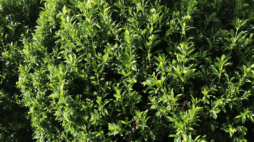 Jardinage : est-il vraiment interdit de tailler votre haie après le 15 mars ?